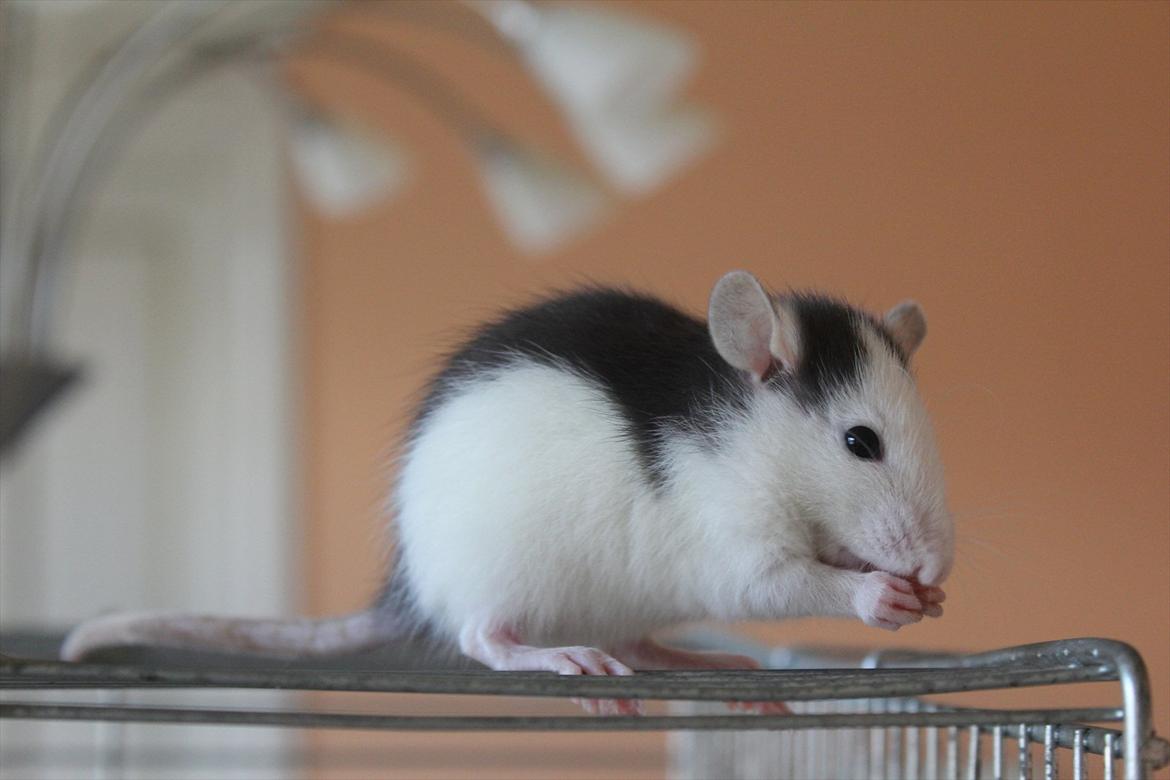 Tamrotte Ayo - Lille bitte mus, ca. 4 uger og første dag hjemme :) billede 3