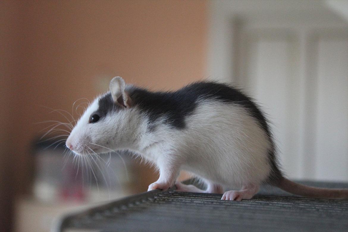 Tamrotte Ayo - Ayo 4 uger ca <3 billede 4