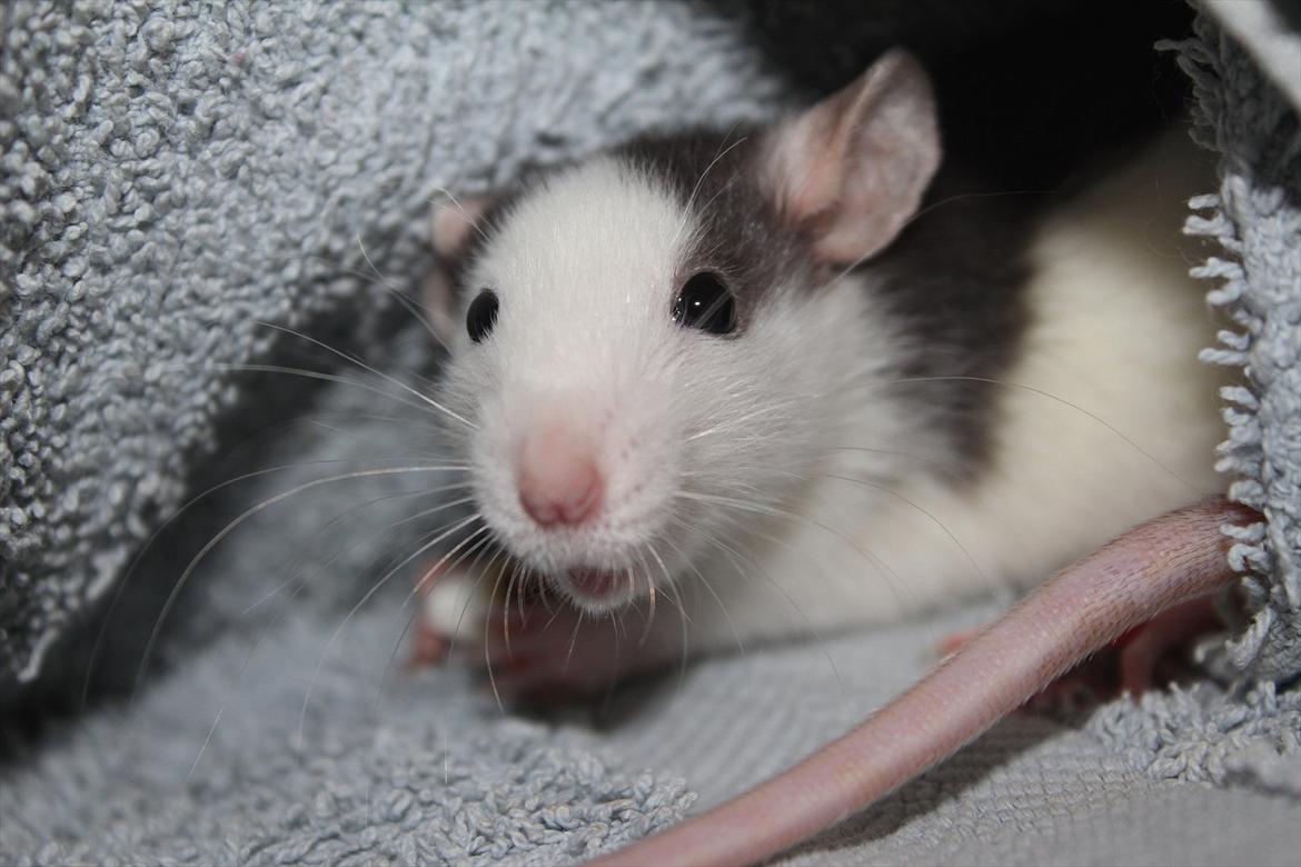 Tamrotte Ayo - Lille myr <3 billede 7