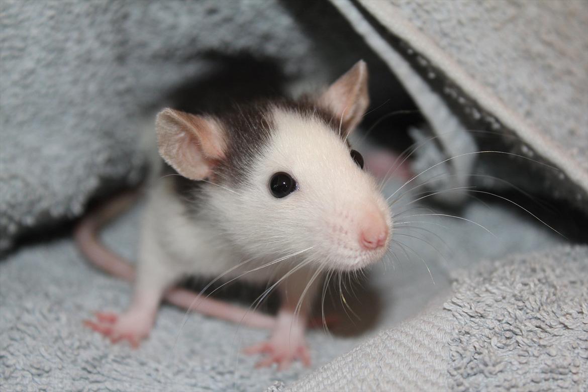 Tamrotte Ayo - Ayo ca. 6 uger <3 billede 5