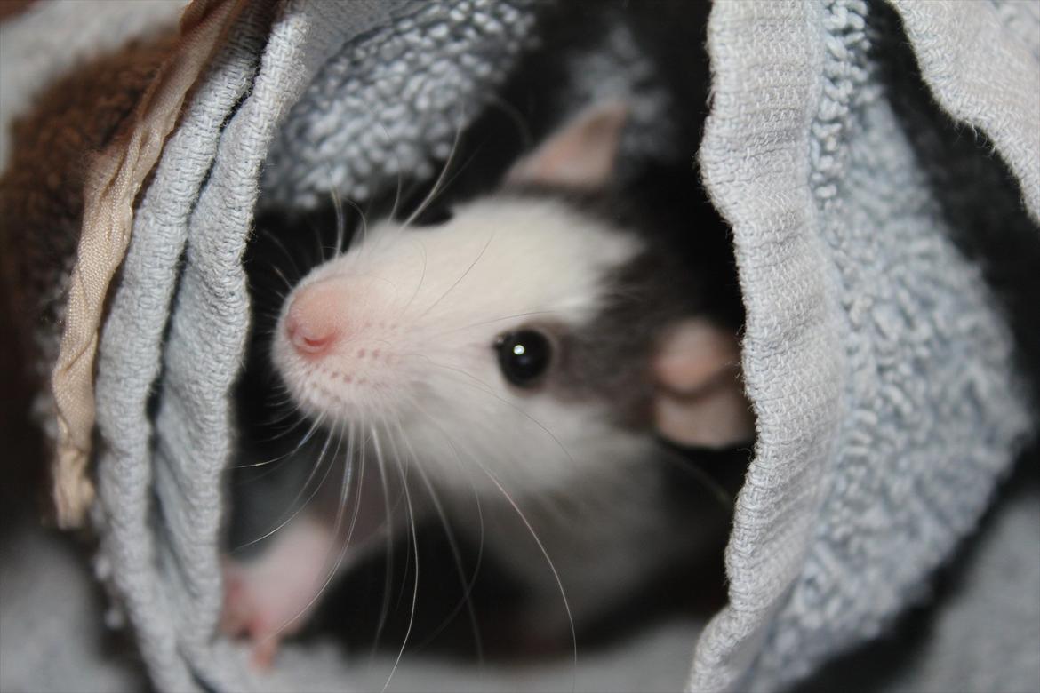 Tamrotte Ayo - Baby Ayo <3 billede 6