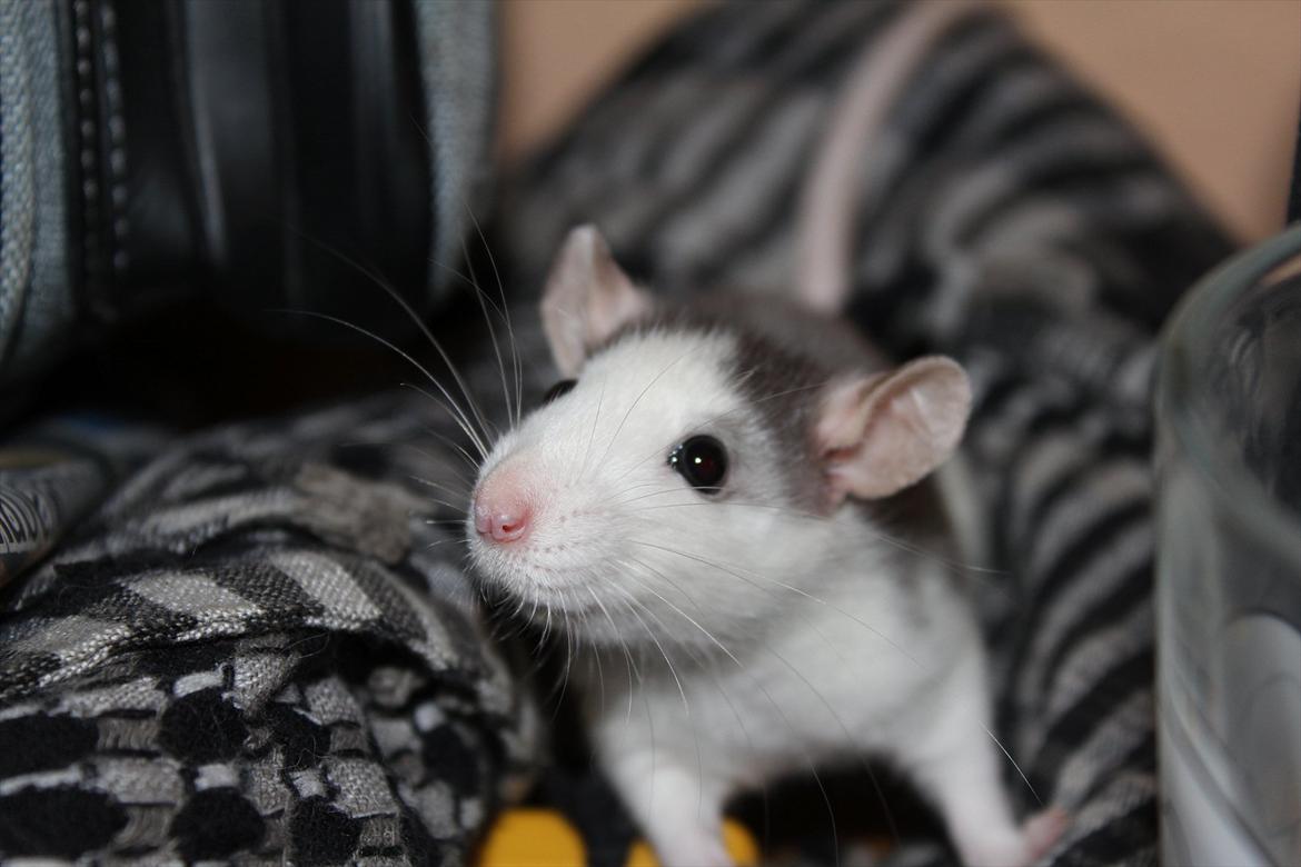 Tamrotte Ayo - "Hej mor" :D Ayo ca. 10 uger. billede 10