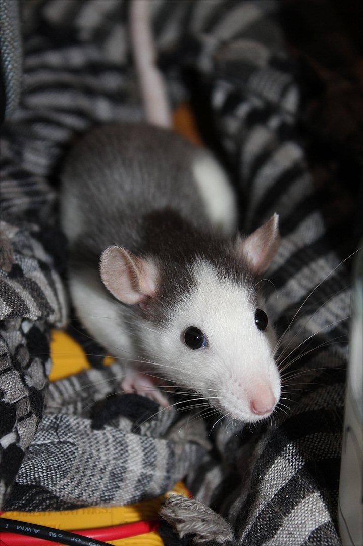 Tamrotte Ayo - Smukke pigen <3 billede 11