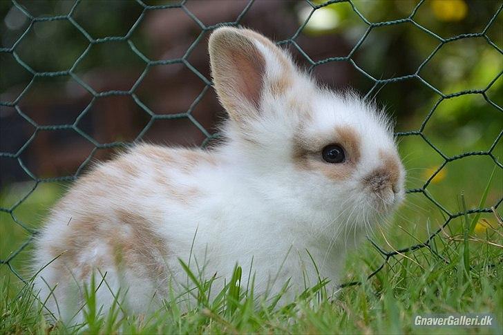 Kanin Maboha's Amilo billede 17