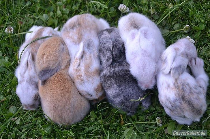 Kanin Maboha's Amilo billede 22