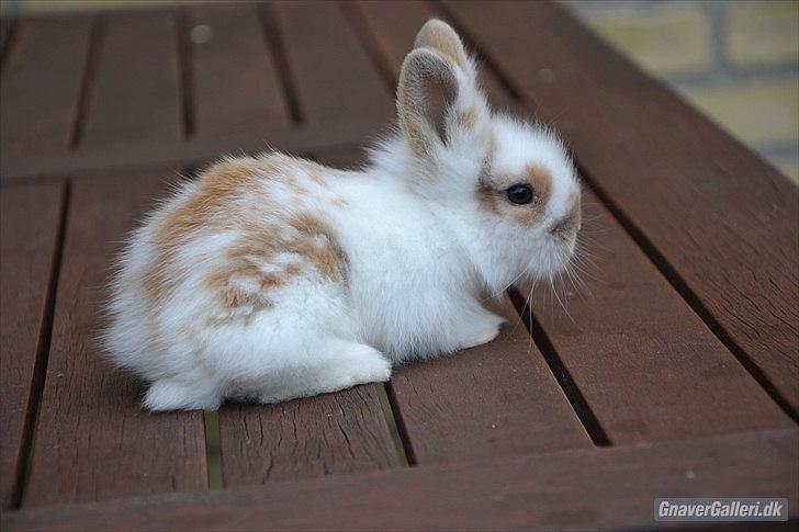 Kanin Maboha's Amilo billede 18