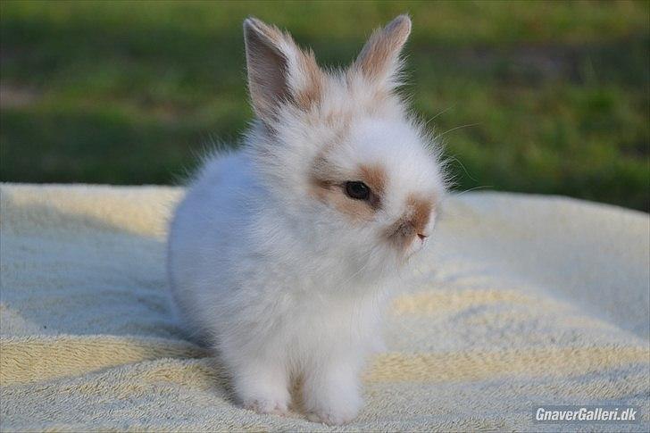 Kanin Maboha's Amilo billede 19