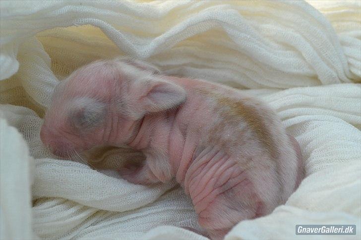 Kanin Maboha's Amilo billede 21