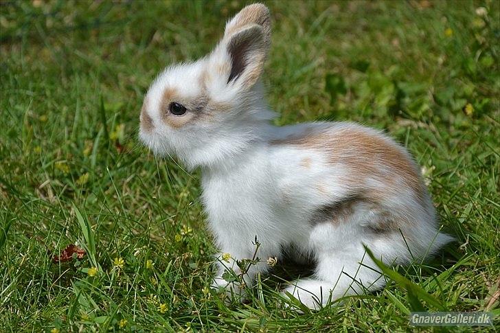 Kanin Maboha's Amilo billede 20