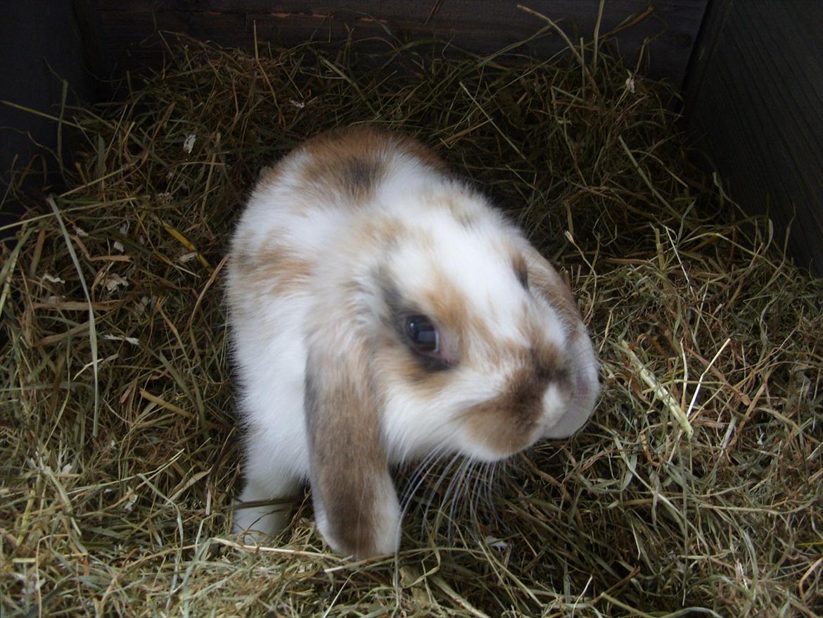 Kanin | White Lupin billede 11