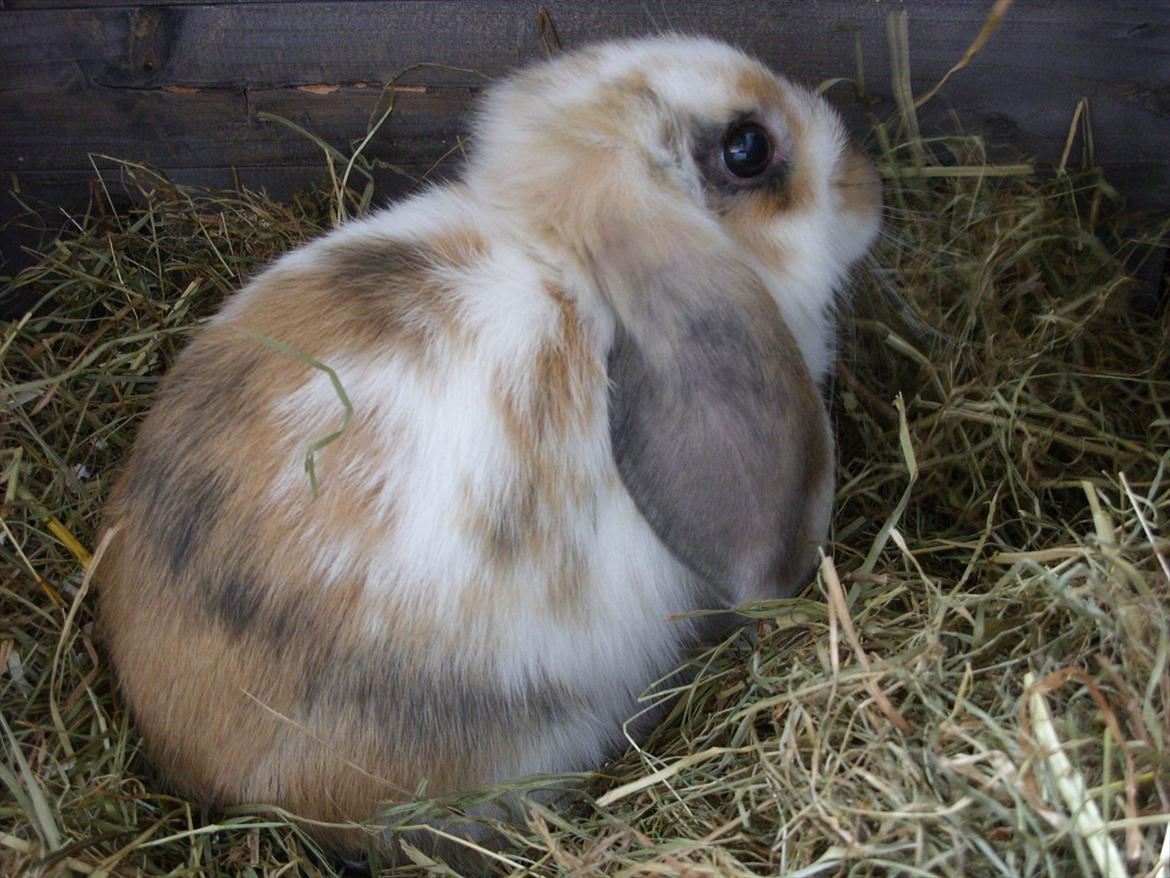 Kanin | White Lupin billede 1