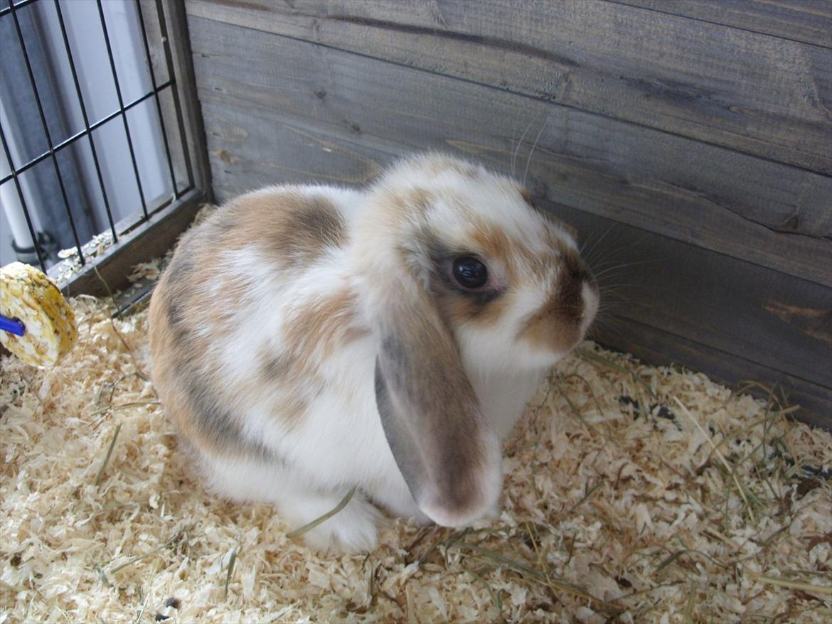 Kanin | White Lupin billede 12