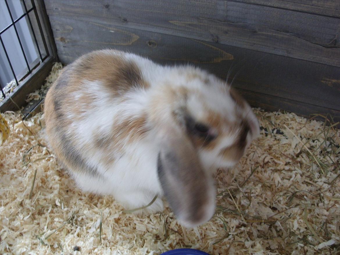 Kanin | White Lupin billede 13