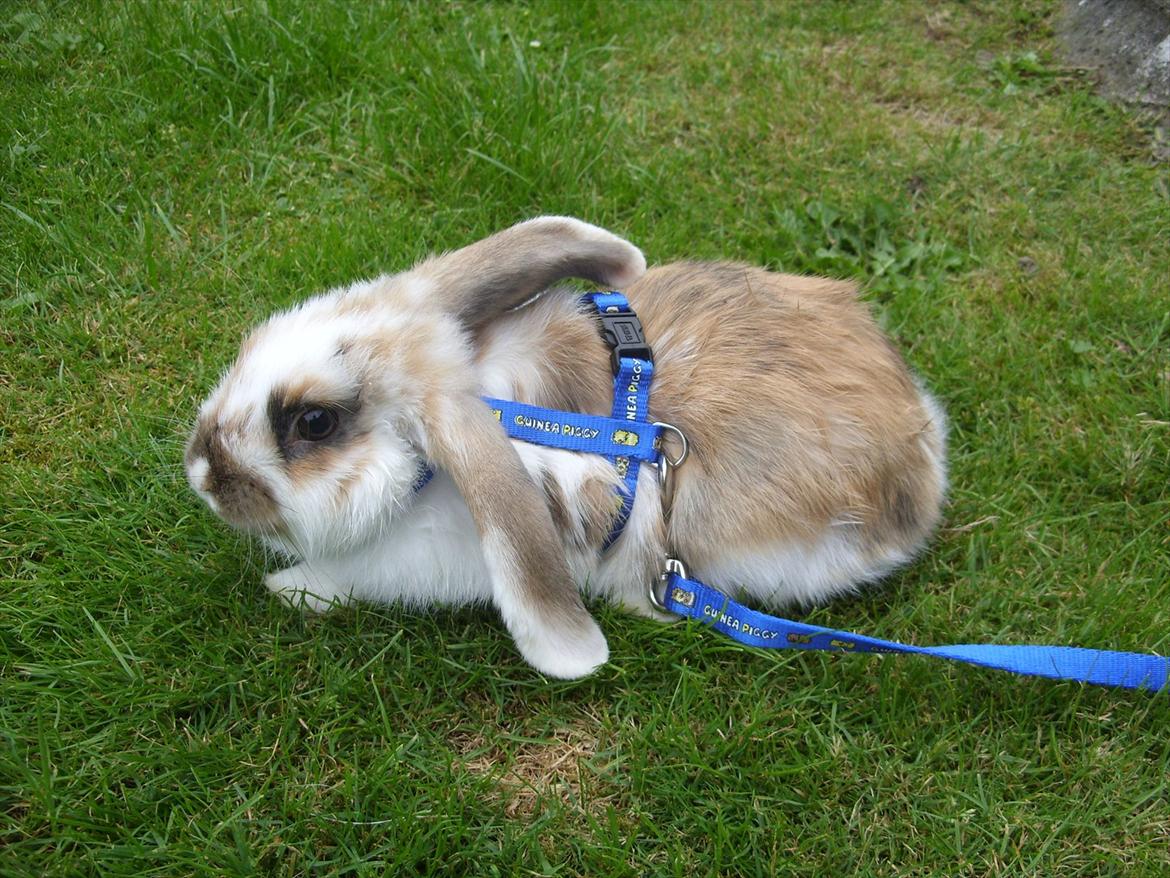 Kanin | White Lupin billede 14