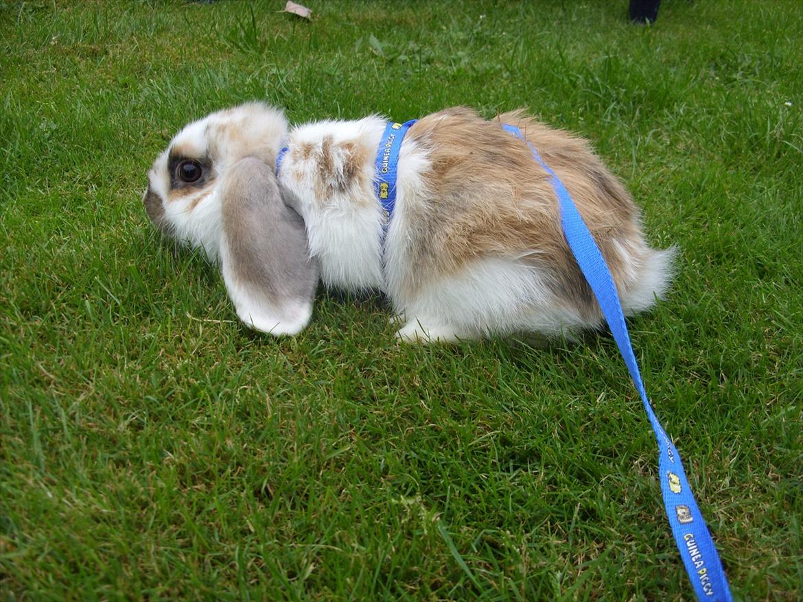 Kanin | White Lupin billede 15