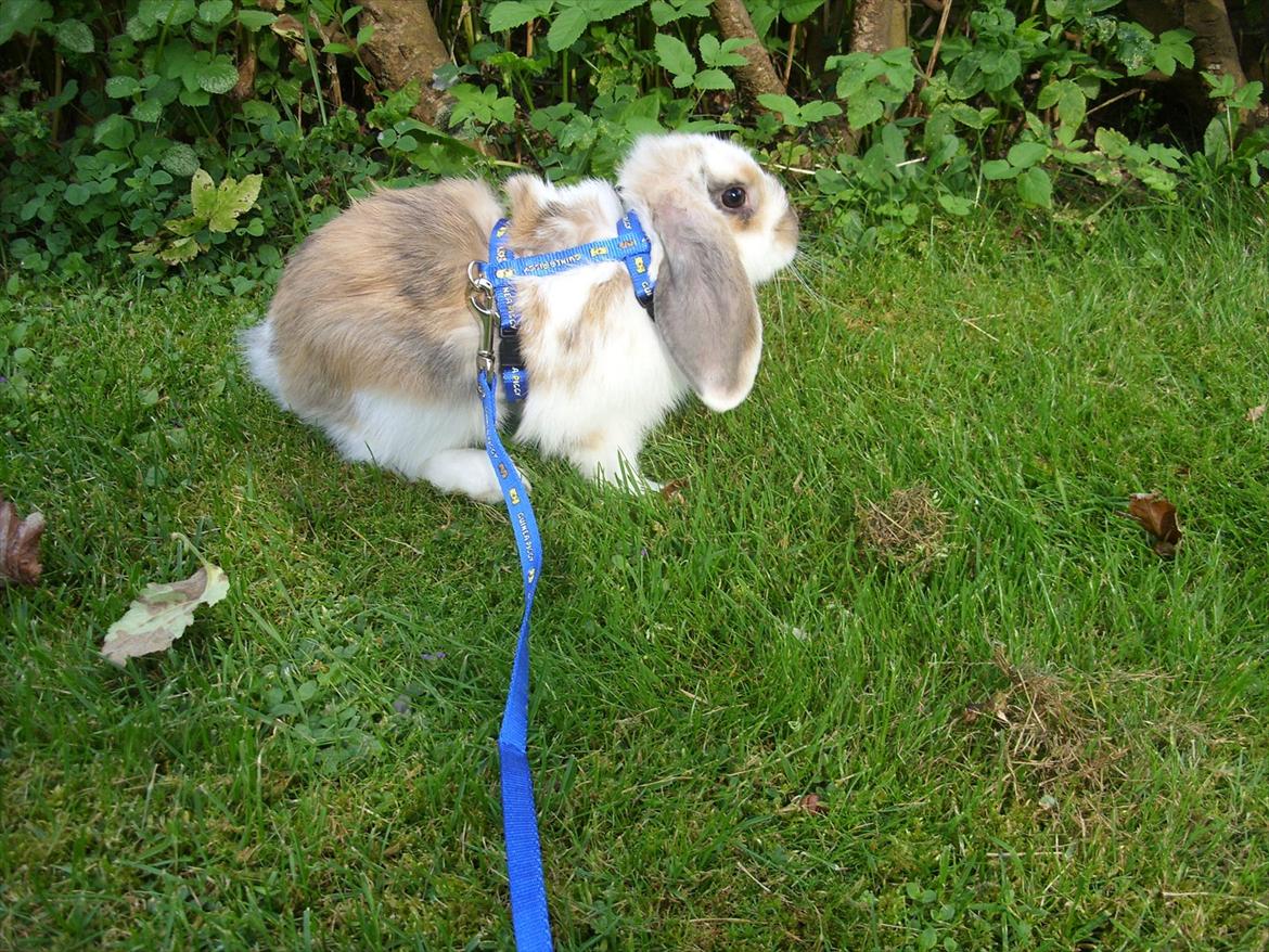 Kanin | White Lupin billede 16