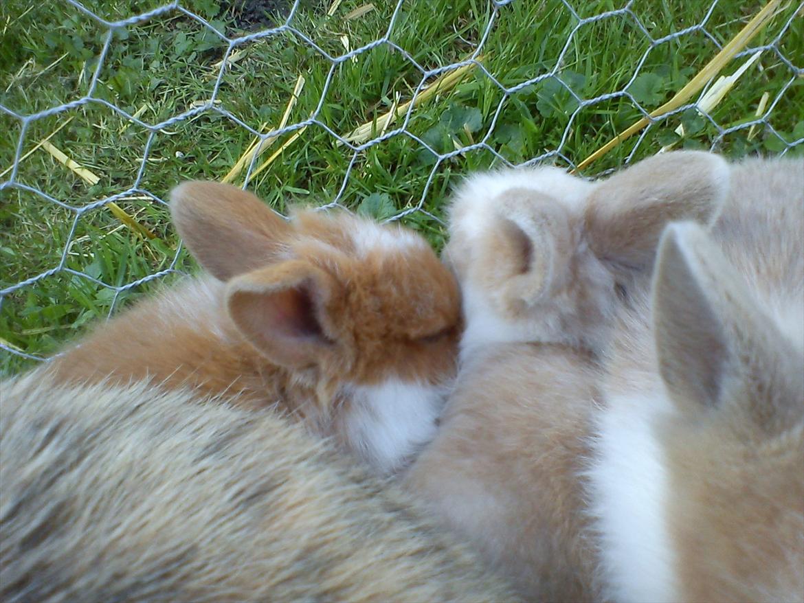 Kanin  ¨˜°º•¤ Stald Kiwis Futte ¤•º°˜¨  - Hygge med de andre. billede 10