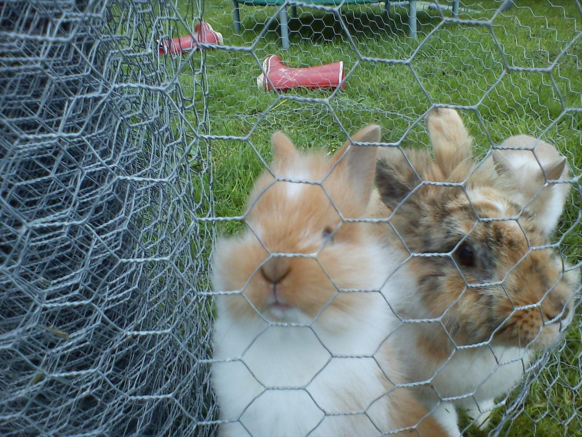 Kanin  ¨˜°º•¤ Stald Kiwis Futte ¤•º°˜¨  - Moarrrr jeg vil ud :O billede 12