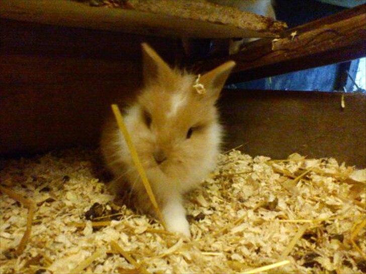 Kanin  ¨˜°º•¤ Stald Kiwis Futte ¤•º°˜¨  - "Hehe se lige mig :)" billede 6