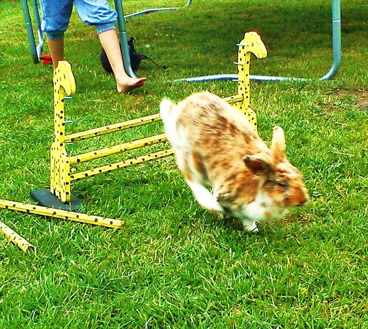 Kanin ¨˜°º•¤ Stald Kiwis Småkage R.I.P ¤•º°˜¨  billede 4