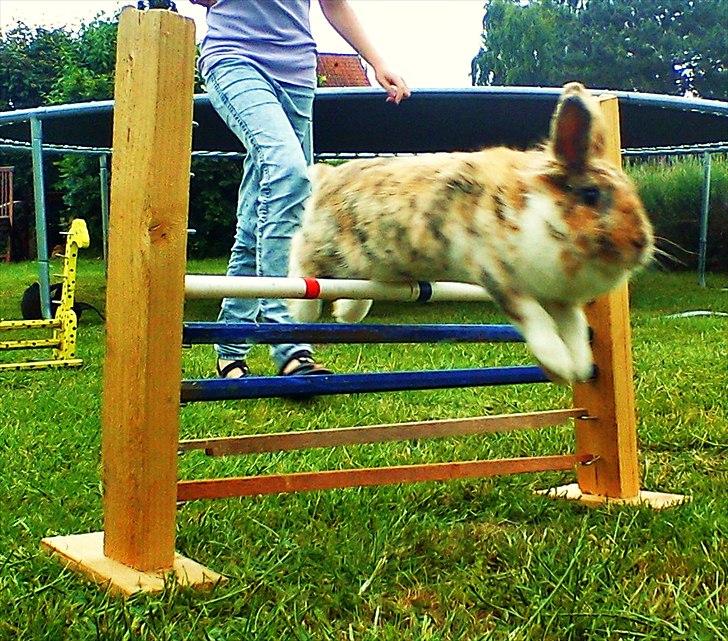 Kanin ¨˜°º•¤ Stald Kiwis Småkage R.I.P ¤•º°˜¨  billede 3