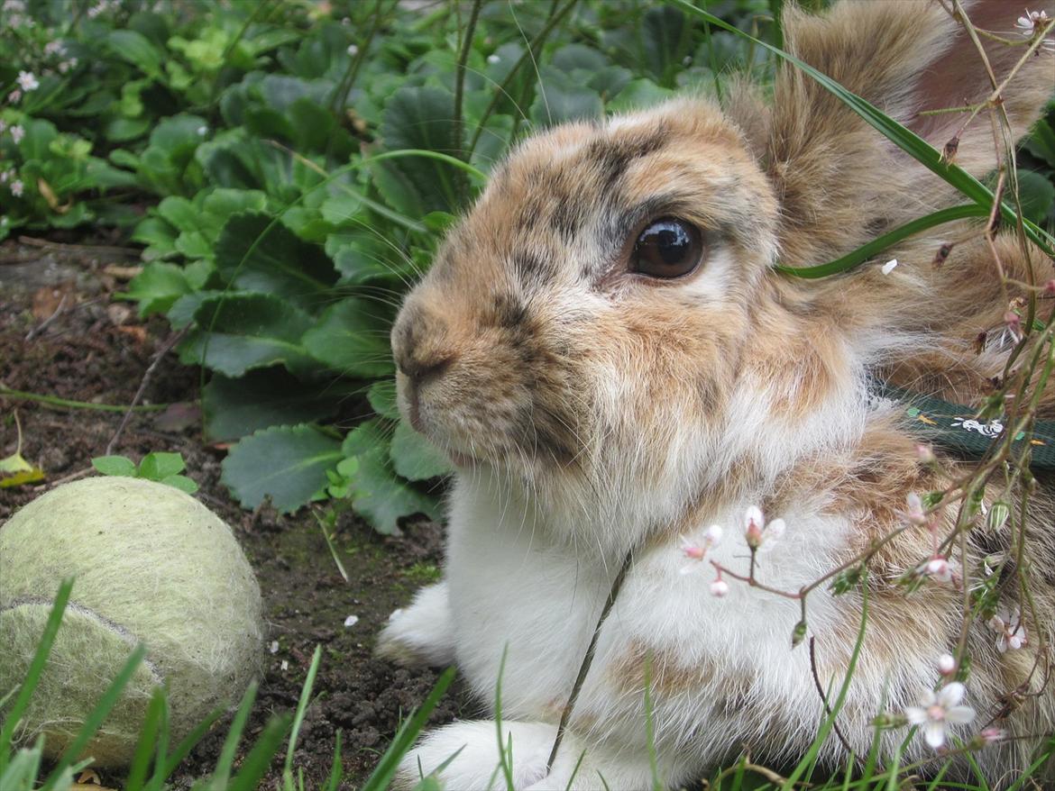 Kanin ¨˜°º•¤ Stald Kiwis Småkage R.I.P ¤•º°˜¨  billede 15