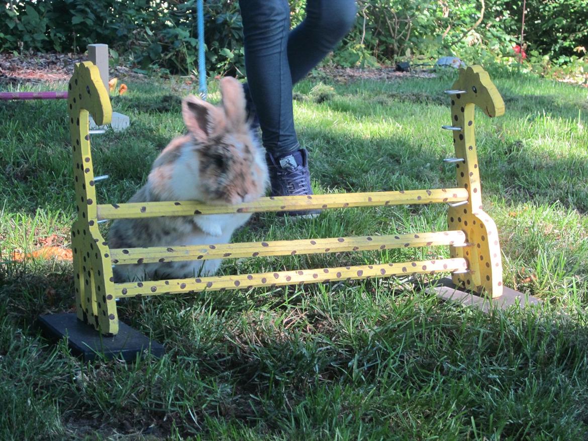 Kanin ¨˜°º•¤ Stald Kiwis Småkage R.I.P ¤•º°˜¨  billede 5