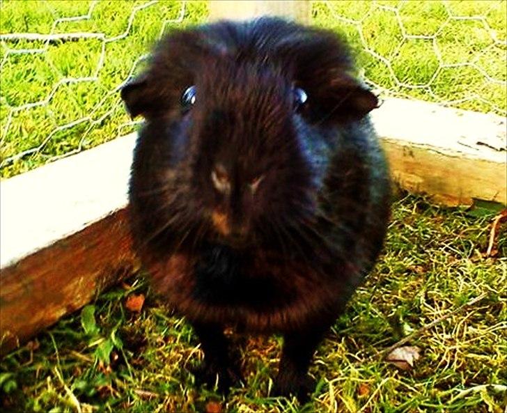 Marsvin ¨˜°º•¤ Stald Kiwis Speedy .R.I.P ¤•º°˜¨  - Velkommen til Speedy´s profil billede 1