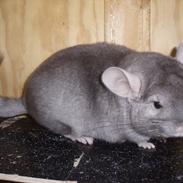 Chinchilla Bakkehusets Bumle