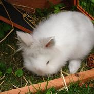 Kanin Fnug - Løvehoved