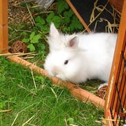 Kanin Fnug - Løvehoved