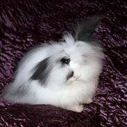 Kanin Panda (teddy dværg)