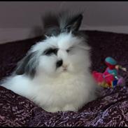 Kanin Panda (teddy dværg)