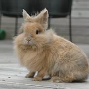 Kanin Colorful Cookie<3