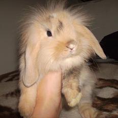 Kanin meisy (tidligergnaver)