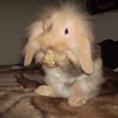 Kanin meisy (tidligergnaver)