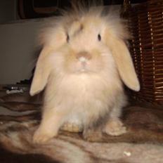 Kanin meisy (tidligergnaver)