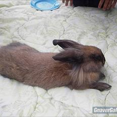 Kanin Kanin Spire fra ~Stald-Spire©~ (Stammor)