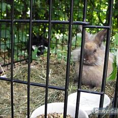 Kanin Kanin Spire fra ~Stald-Spire©~ (Stammor)