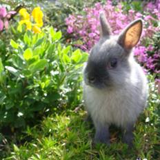 Kanin Bello *hermelin*