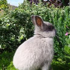 Kanin Bello *hermelin*