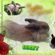 Kanin Spire fra ~Stald-Spire©~ (Stammor)