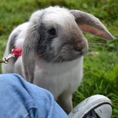 Kanin Æblehavens Mozilla Firefox