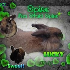 Kanin Kanin Spire fra ~Stald-Spire©~ (Stammor)