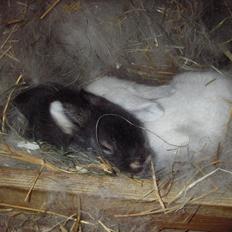 Kanin La Niña Blanca fra ~Stald-Spire©~