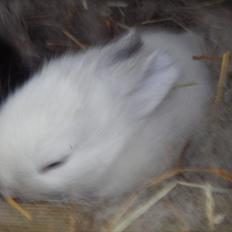 Kanin La Niña Blanca fra ~Stald-Spire©~