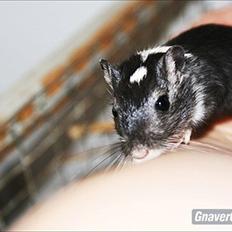 Ørkenrotte Spot * Black *