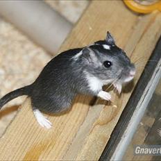 Ørkenrotte Spot * Black *