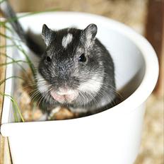 Ørkenrotte Spot * Black *