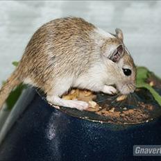 Ørkenrotte Spotligt *Broget agouti*